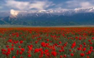 Фотограф-запечатлел-красоту-алых-маков-на-фоне-гор-Казахстана