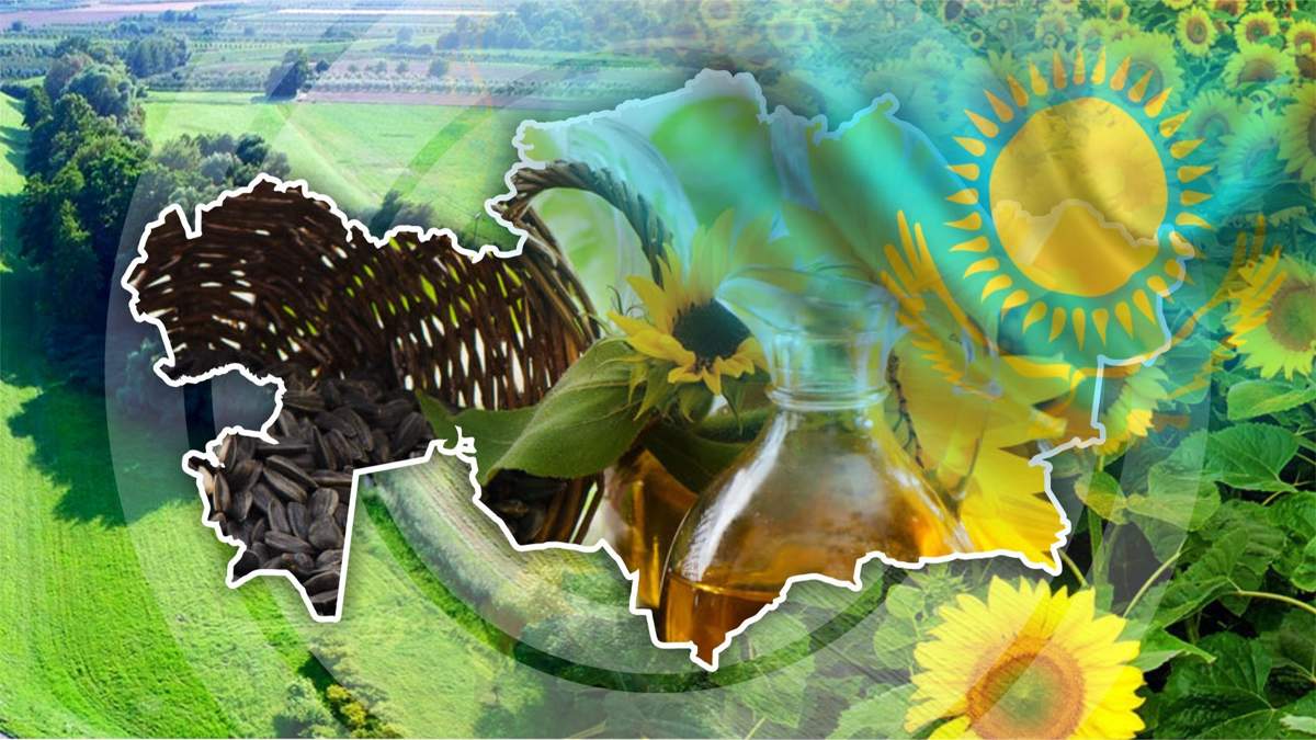 Прогноз-посадки:-площади-подсолнечника-в-Казахстане-вырастут-до-1,21-миллиона-гектаров