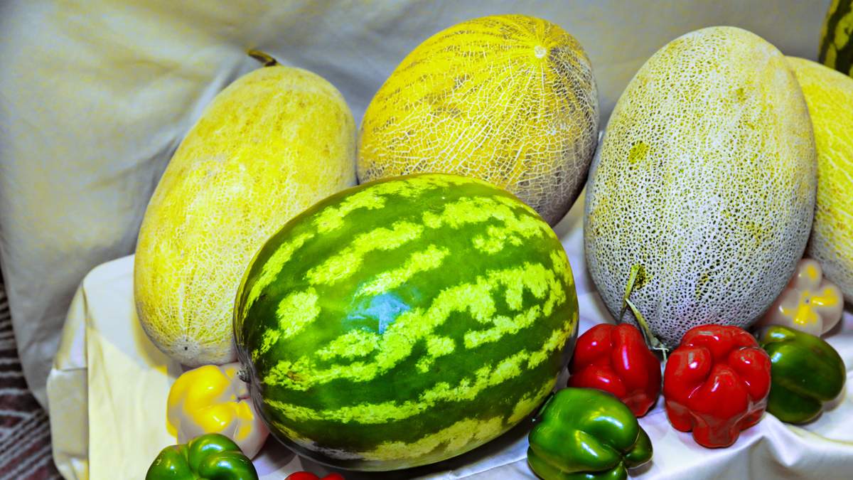 Как-не-отравиться-арбузом-и-дыней