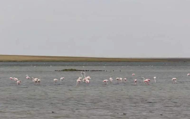 30-млн-кубометров-воды-направлено-в-озера-Коргалжынского-заповедника