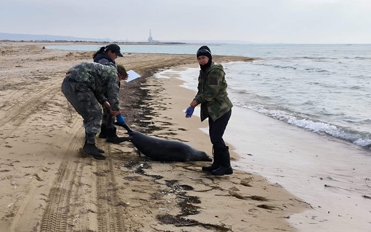 Экологи-отобрали-пробы-воды-Каспия-для-установления-причины-массовой-гибели-тюленей