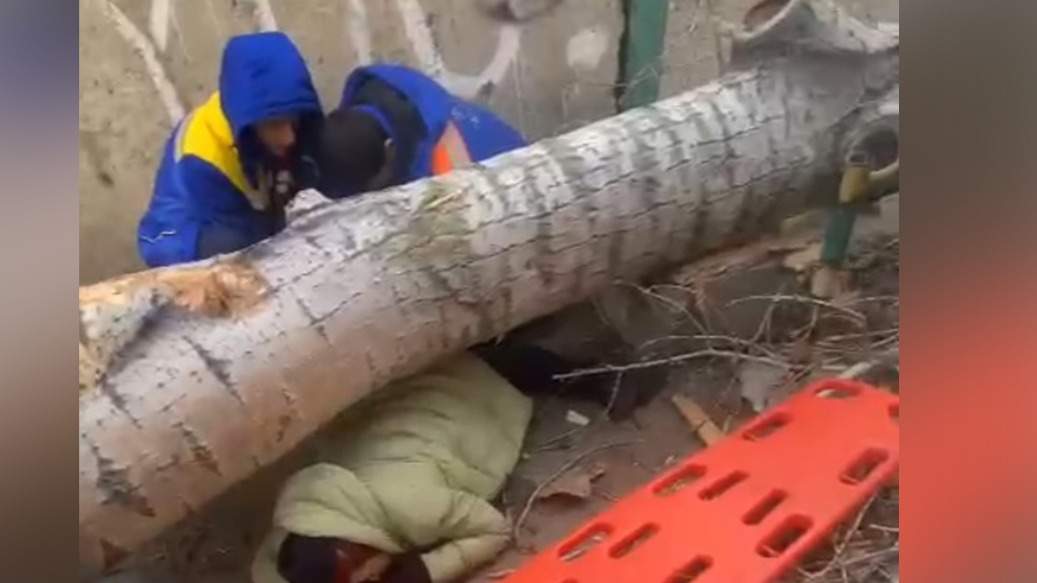 Женщина-скончалась-после-падения-на-нее-дерева-в-Павлодаре