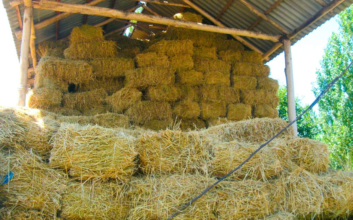 В-Казахстане-заготовлено-более-50-млн-тонн-кормов