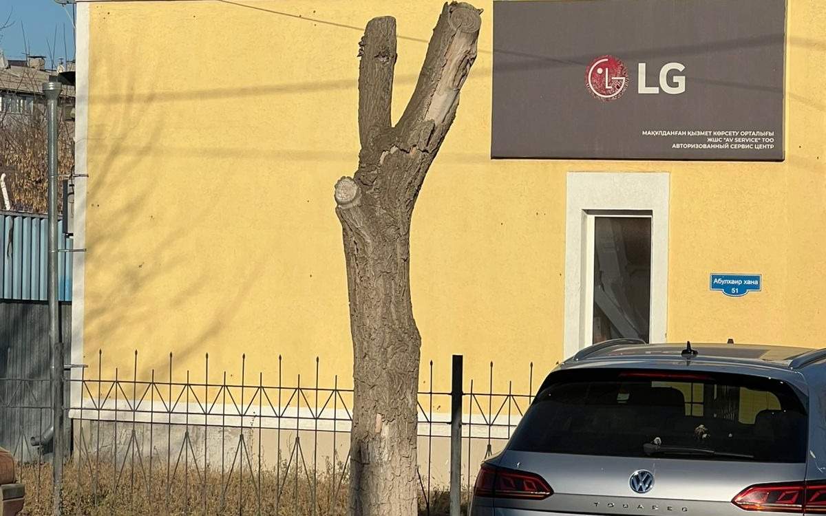 Почему-в-Уральске-рубят-старые-деревья