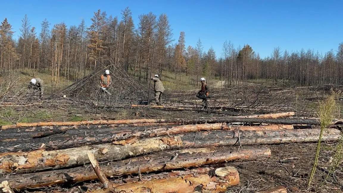 В-«Семей-орманы»-продают-сгоревшие-при-пожаре-деревья