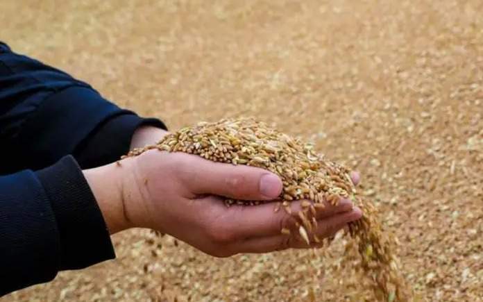 Сельхозпродукцию-на-95,6-млрд-тенге-произвели-в-Атырауской-области-с-начала-года