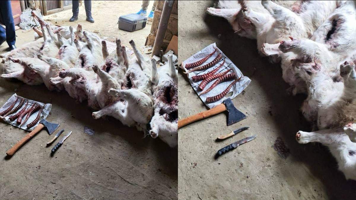 Мясом-сайги-торговали-браконьеры-в-Актюбинской-области