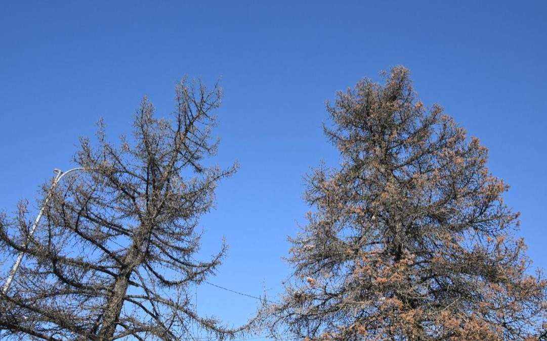 Аварийные-деревья-на-площади-Республики-заменят-в-Алматы