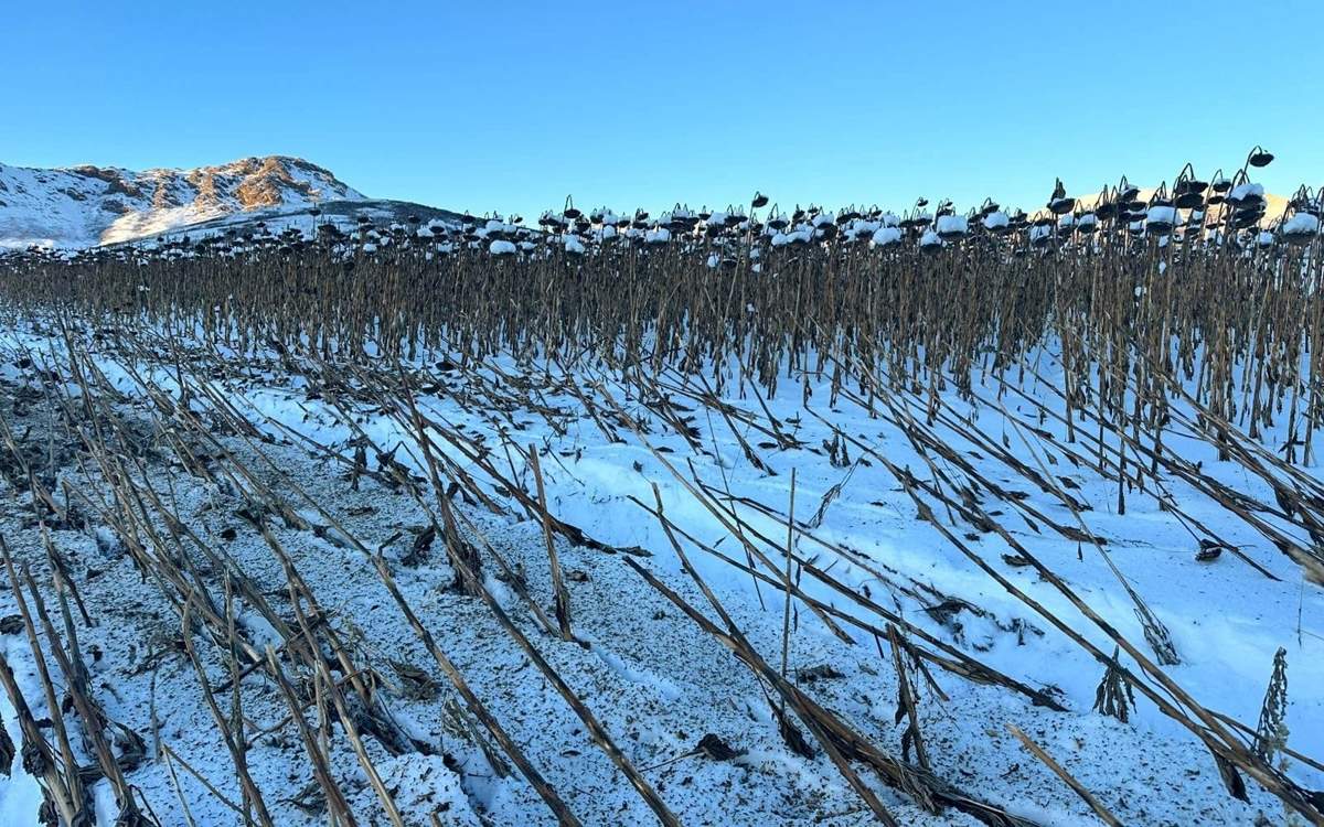Подсолнечное-поле-под-снегом-в-Алтае:-аграрии-объяснили-ситуацию