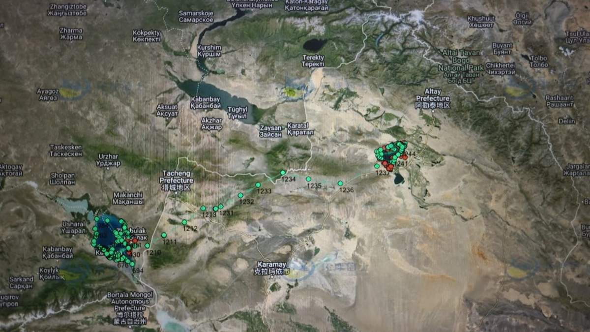 Редкий-вид-реликтовых-чаек-на-Алаколе-отслеживают-с-помощью-gps-устройств