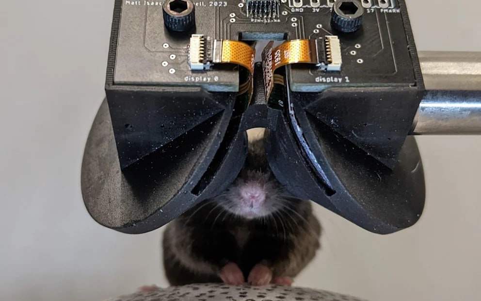 Ученые-изучают-мозг-с-помощью-vr-очков-для-мышей