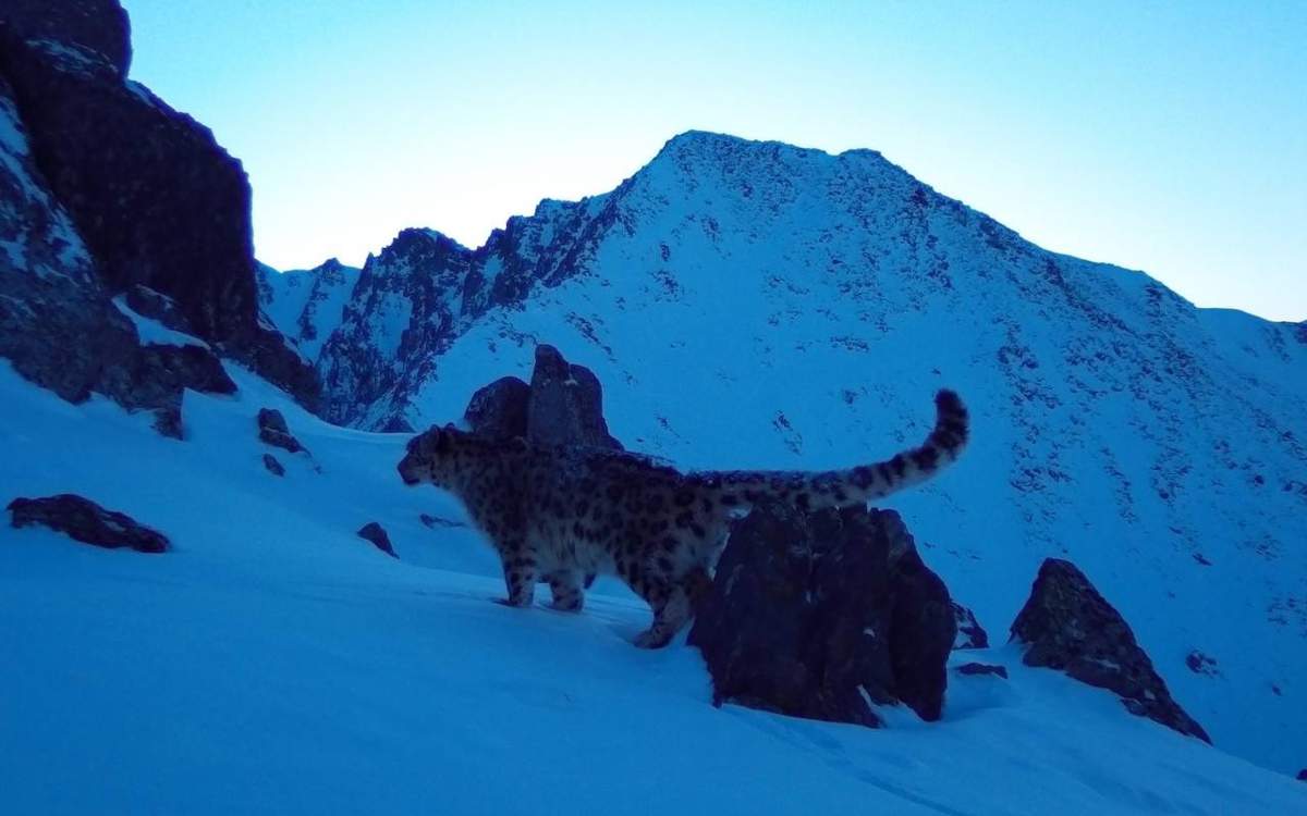 Снежного-барса-запечатлели-в-ВКО