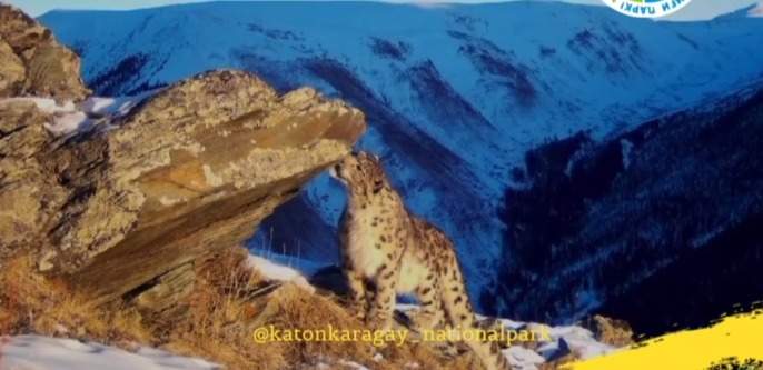 Снежного-барса-снова-заметили-в-ВКО