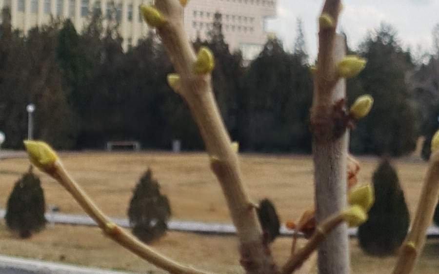 В-Туркестане-деревья-распускают-почки