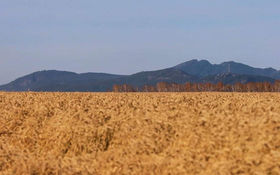Свыше-16-тысяч-гектаров-сельхозземель-вернули-в-госсобственность-в-Алматинской-области