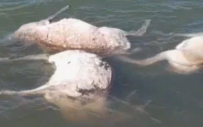 В-ЗКО-в-водохранилище-Муратсай-обнаружили-туши-мертвых-сайгаков
