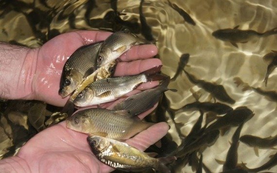 Сколько-молоди-ценных-видов-рыб-было-выпущено-в-водоемы-Казахстана
