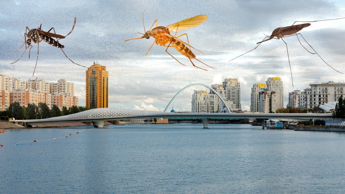 a.messeae,-culex-и-aedes:-какие-комары-живут-в-Астане