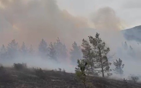 Причиной-пожара-в-Баянаульском-нацпарке-стала-птица-—-ДЧС
