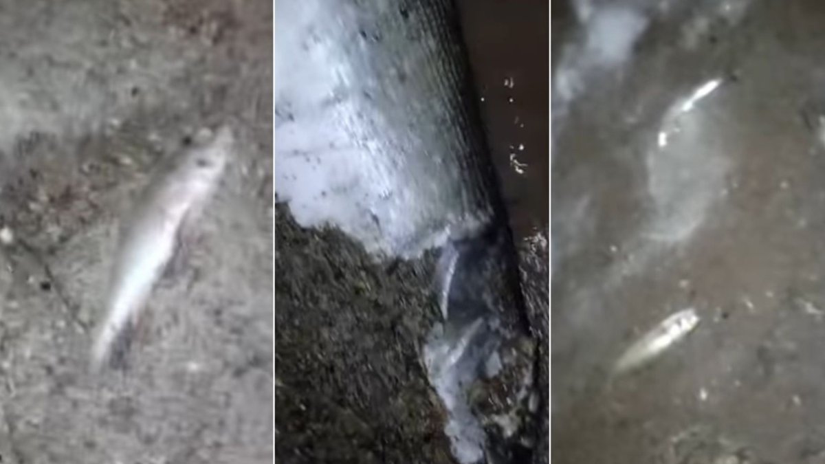В-водохранилище-Шандаксор-массово-гибнет-рыба