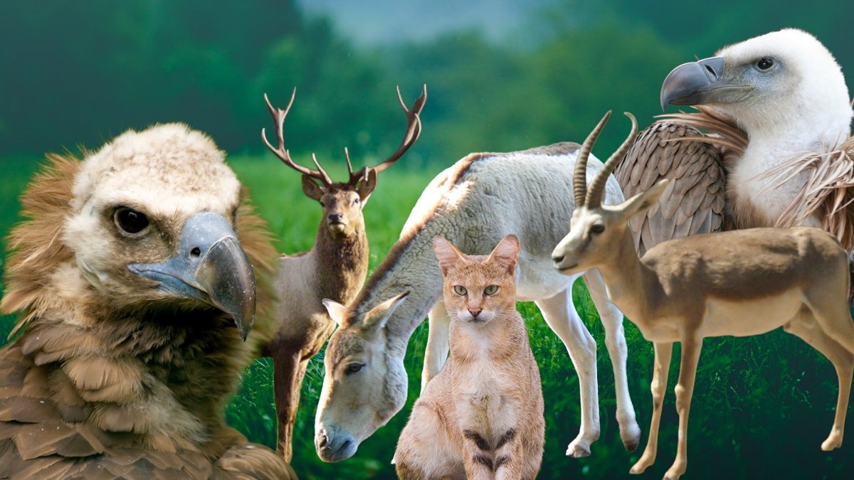 Красная-книга-Казахстана:-каких-животных-нужно-внести,-каких-—-исключить