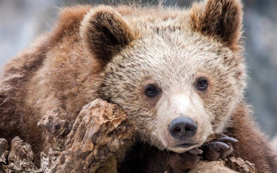 Бургеры-из-медвежатины:-Словакия-одобрила-продажу-мяса-бурого-медведя