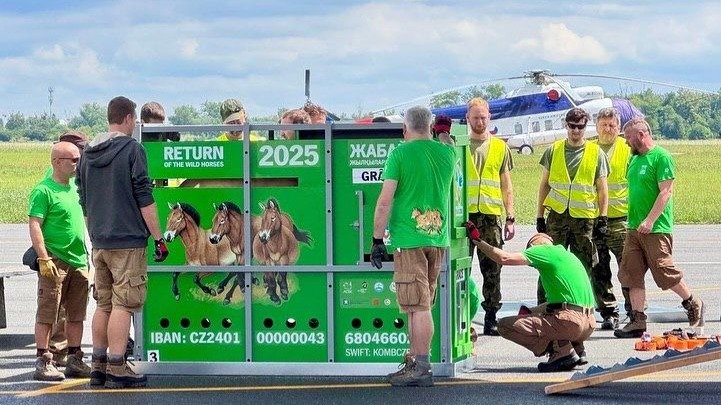 В-Казахстан-привезли-новую-партию-лошадей-Пржевальского