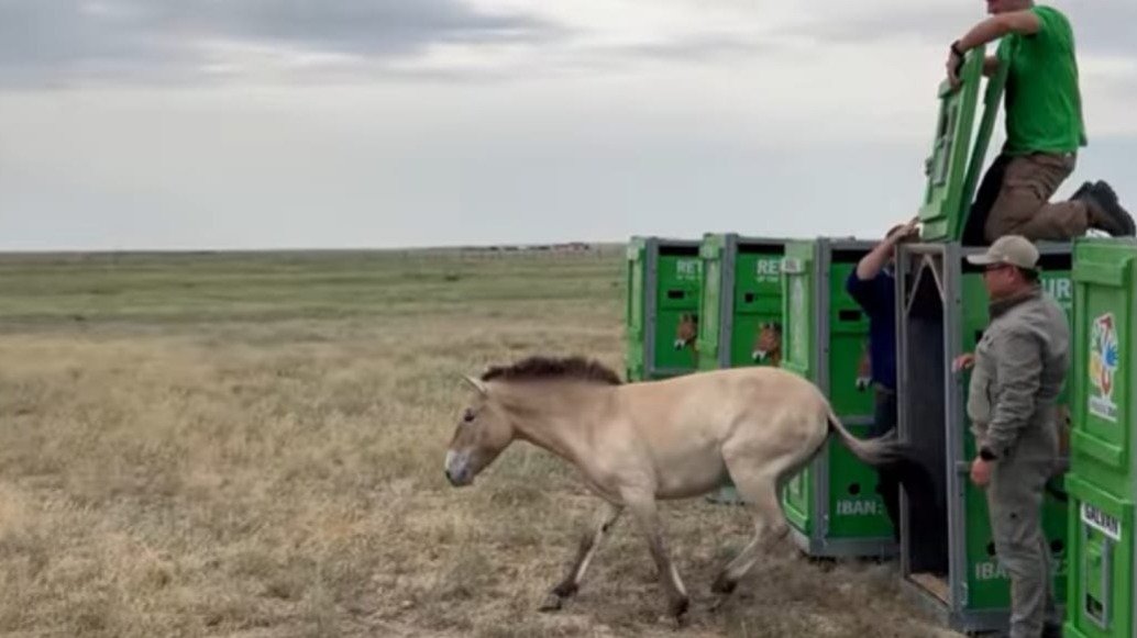 Как-новая-группа-лошадей-Пржевальского-обживается-в-Казахстане