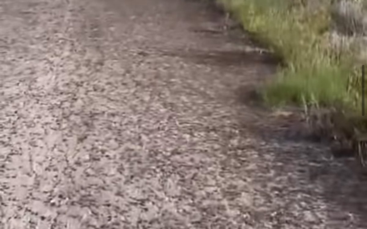 Видео-с-нашествием-саранчи-в-Костанайской-области-распространяется-в-Сети