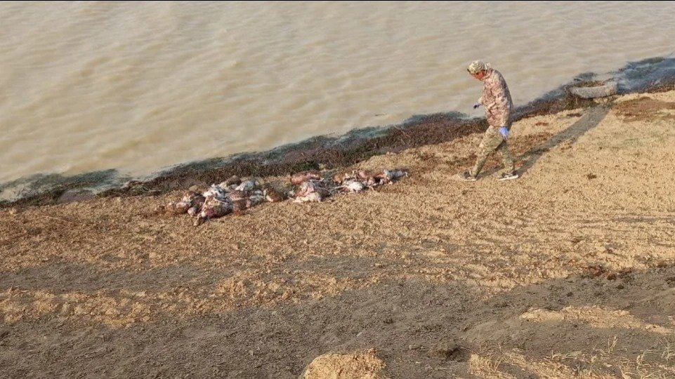 Можно-ли-пить-воду-из-реки,-где-утонули-сайгаки-в-ЗКО