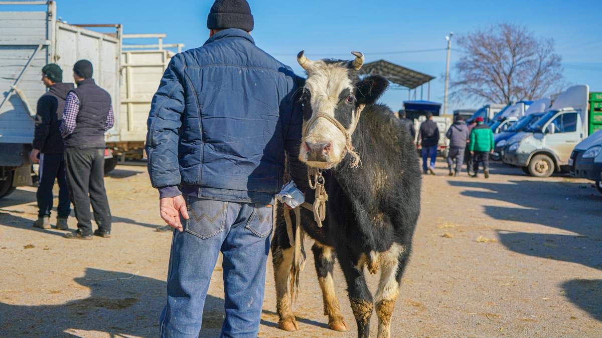 В-Казахстане-модернизируют-убойные-площадки