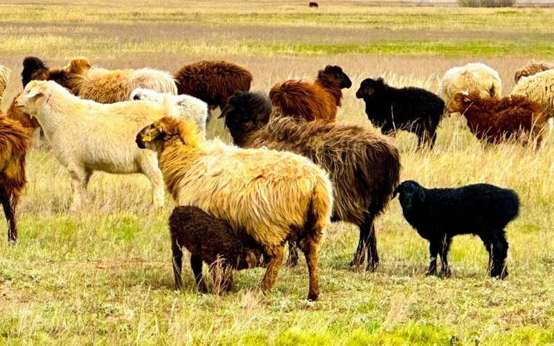 Информацию-о-массовой-гибели-скота-опроверг-акимат-Туркестанской-области