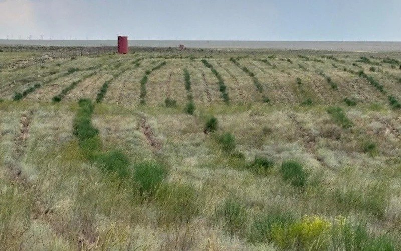 Окрестности-отравленного-озера-Кошкар-ата-будут-озеленяться-—-Минэкологии-РК