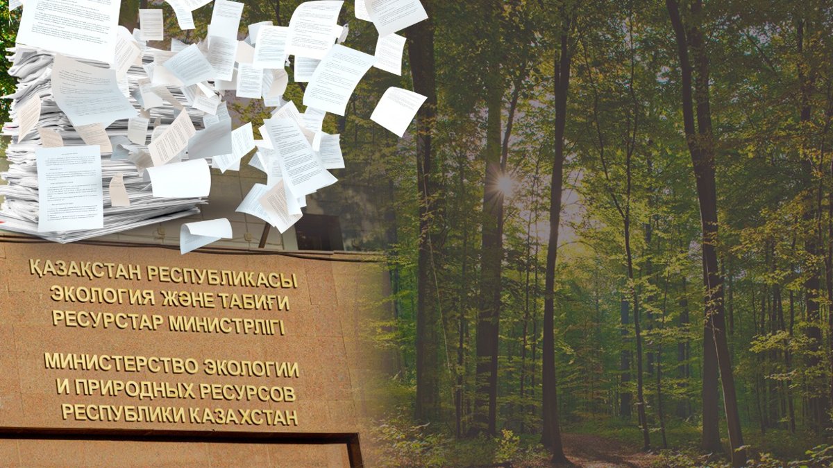 Когда-у-Минэкологии-больше-леса-бумаг,-а-не-настоящих-деревьев