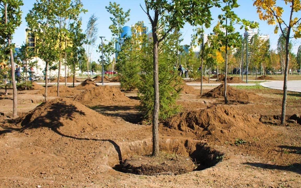 2-млрд-деревьев:-министр-экологии-заявил-о-приписках-при-реализации-инициативы