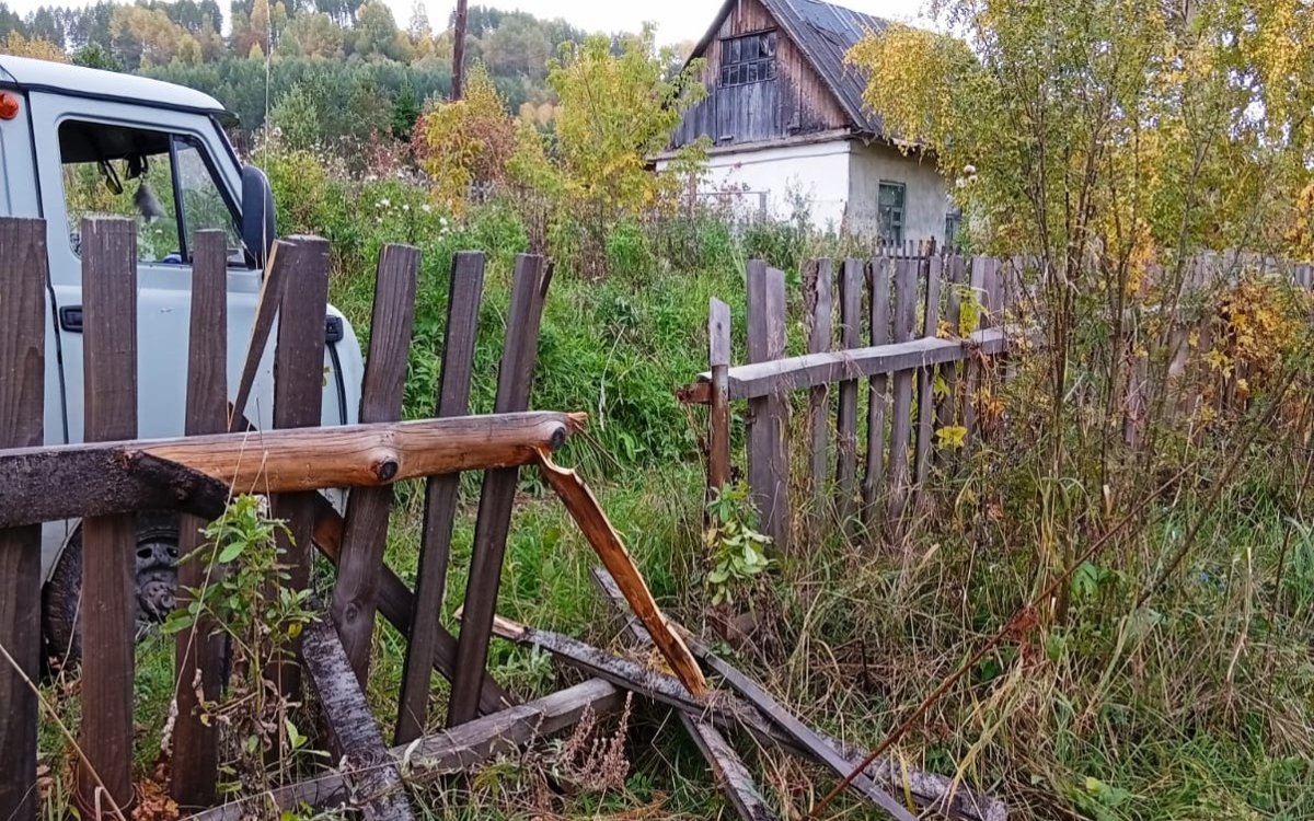 В-ВКО-часть-медведей-рискует-не-уйти-в-спячку-из-за-нехватки-корма