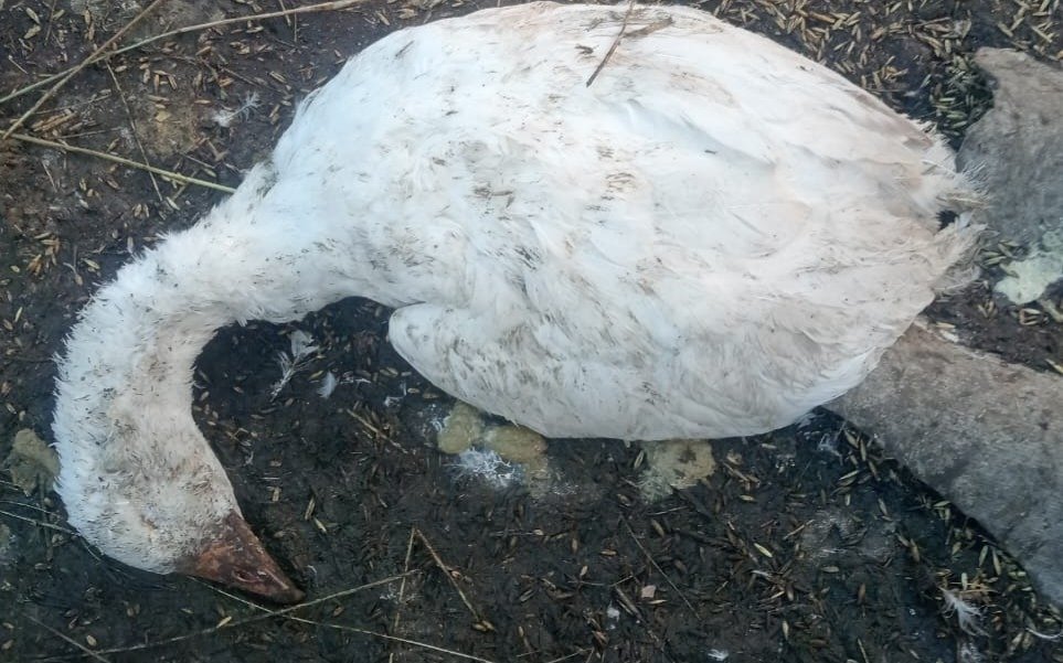 В-Павлодаре-за-месяц-погибло-около-1,5-тысячи-пернатых:-причина-неизвестна