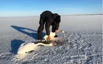 В-Павлодаре-сельский-житель-спас-двух-лебедей,-оставшихся-в-сильный-мороз