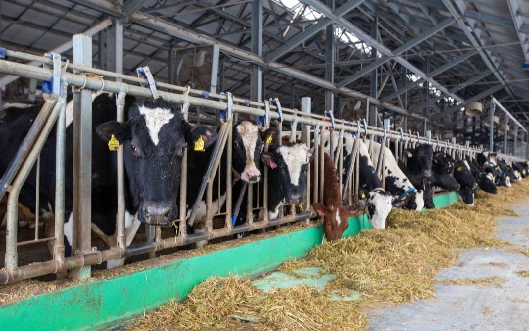 Работник-продал-скот-ТОО-на-50-млн-тенге-и-скрылся-в-Акмолинской-области
