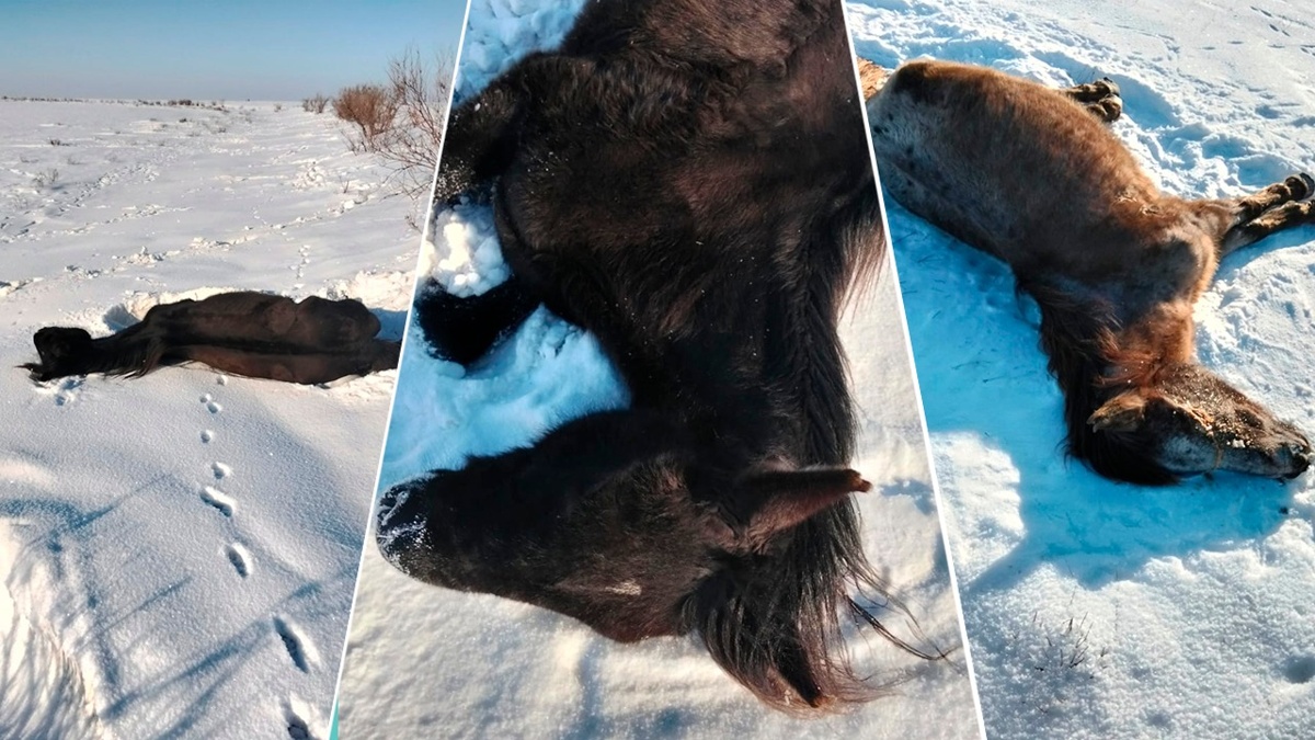 Зимние-условия-привели-к-падежу-лошадей-в-ЗКО:-комментарий-акимата