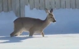 Бегущую-по-улице-косулю-сняли-на-видео-в-Уральске