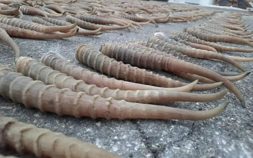 Казахстан-может-начать-продажу-рогов-сайгака-через-пару-месяцев
