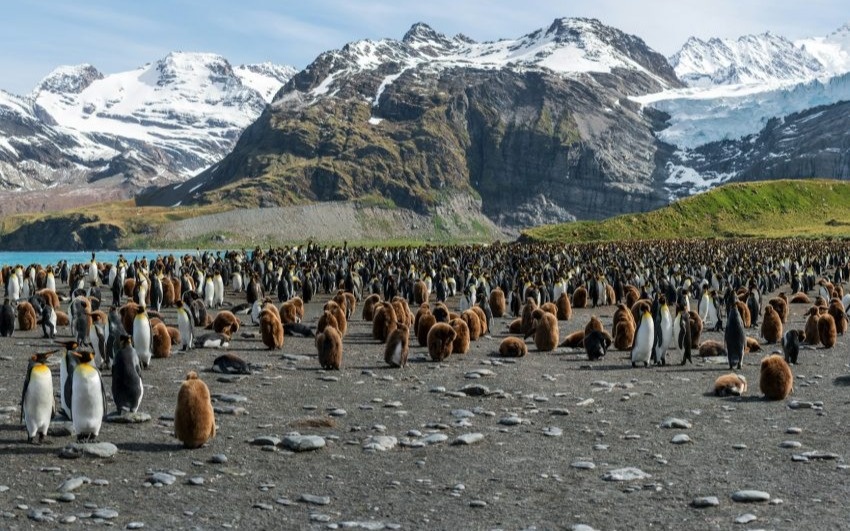 Императорский-пингвин-и-антарктический-морской-котик-признаны-исчезающими-видами