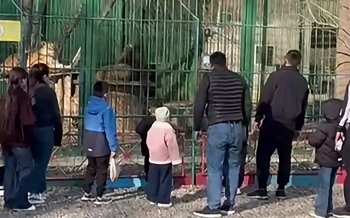 Посетители-на-глазах-у-детей-забросали-камнями-вольер-со-львами-в-Семее