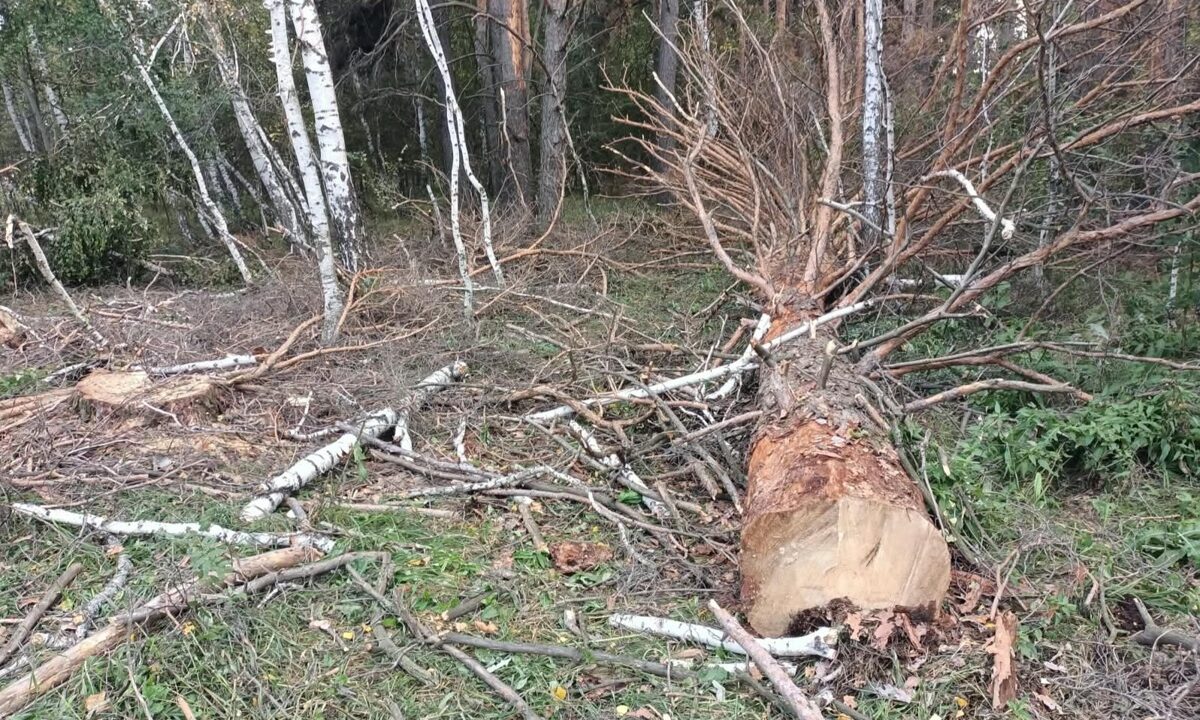 Вырубку 50 деревьев в Акмолинской области расследует полиция