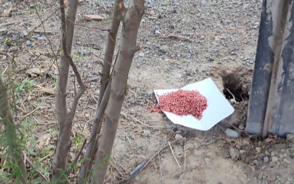Грызуны — основные носители возбудителя чумы в природных очагах Казахстана