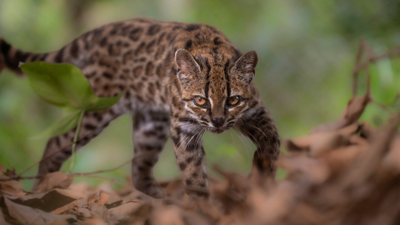 Тигровая кошка Leopardus tilcayo, новый вид, описанный в облачных лесах Юнгас в Боливии