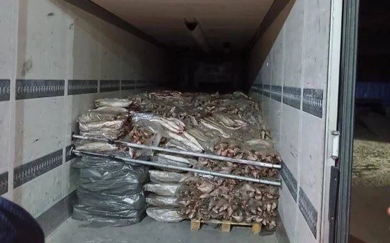 Под Атырау изъяли 17,6 тонны рыбы из грузовика Volvo