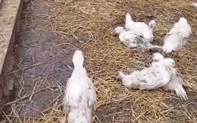 Почти 14 тысяч птиц погибли в селе Шаховское в СКО