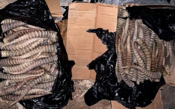 На Хоргосе пресекли вывоз в Китай 620 рогов сайги